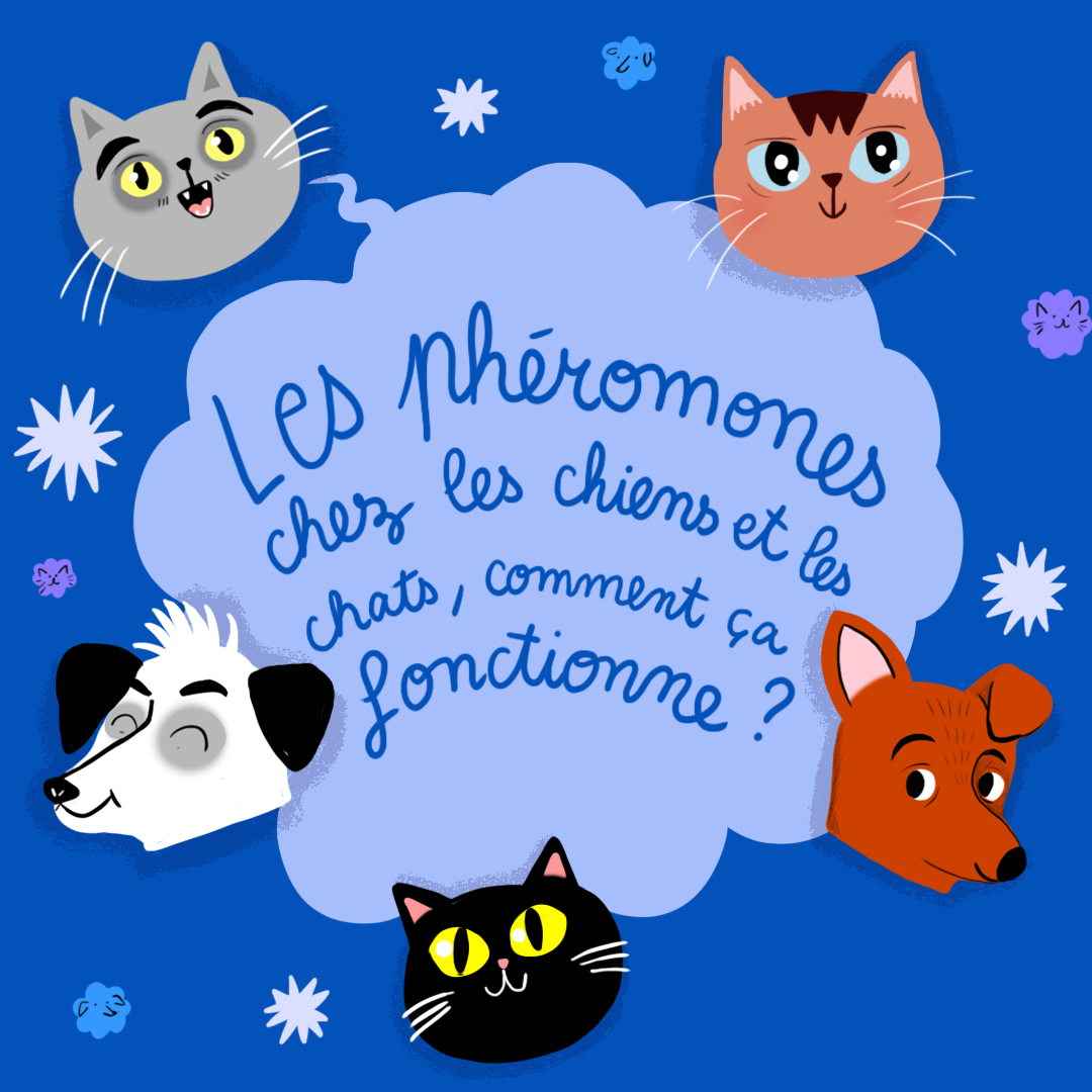 Chiens et chats : comment fonctionnent les phéromones ? - Curieux!