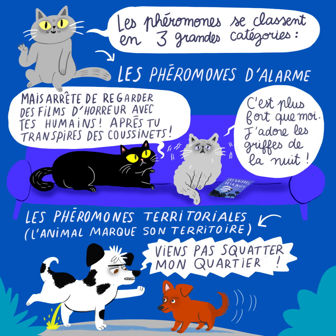 Comprendre les chats - Leçon n°2 : Les Phéromones