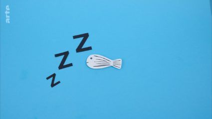 le sommeil et un poisson-zébre