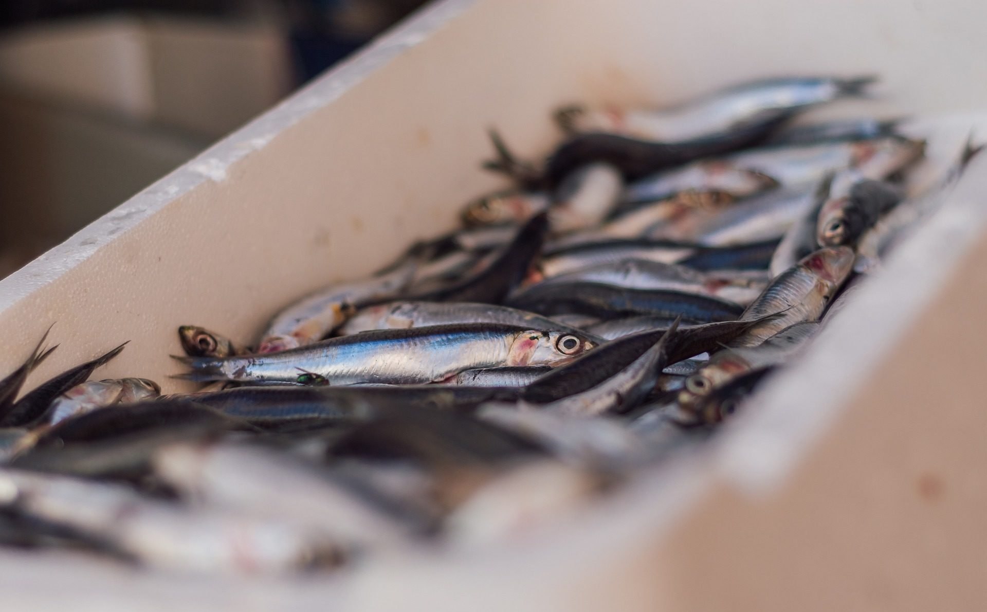 Les sardines maigrissent ! Le changement climatique mis en cause - Curieux!