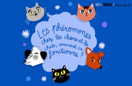 phéromones chiens et chats