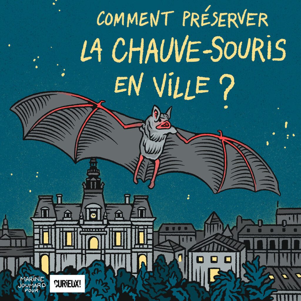 Comment préserver la chauve-souris en ville ?