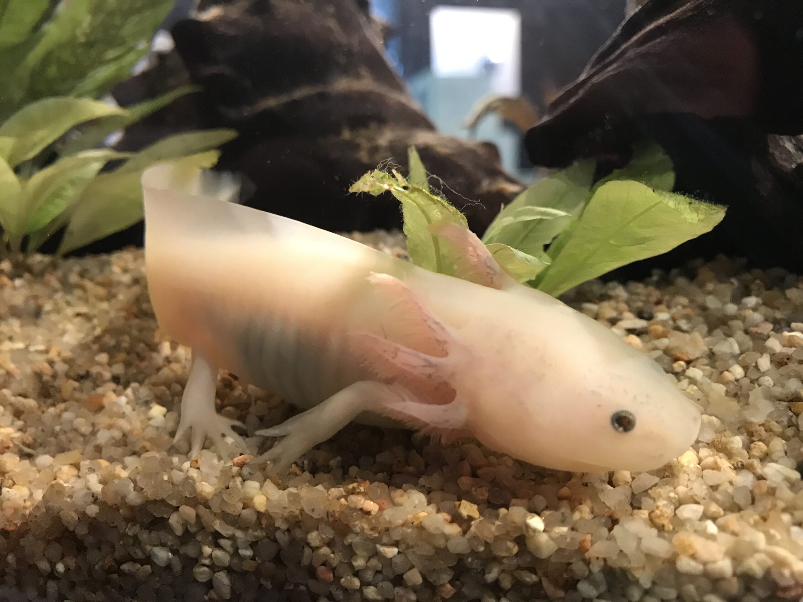 Actu (positives) : Adoptez un axolotl ; Les 10 000 siestes quotidiennes des  manchots - Curieux!